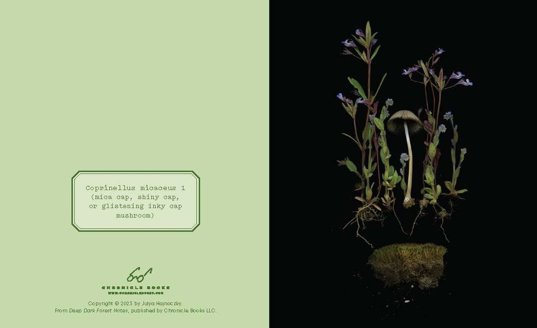 Small mushroom and flowers on a black background with green text box