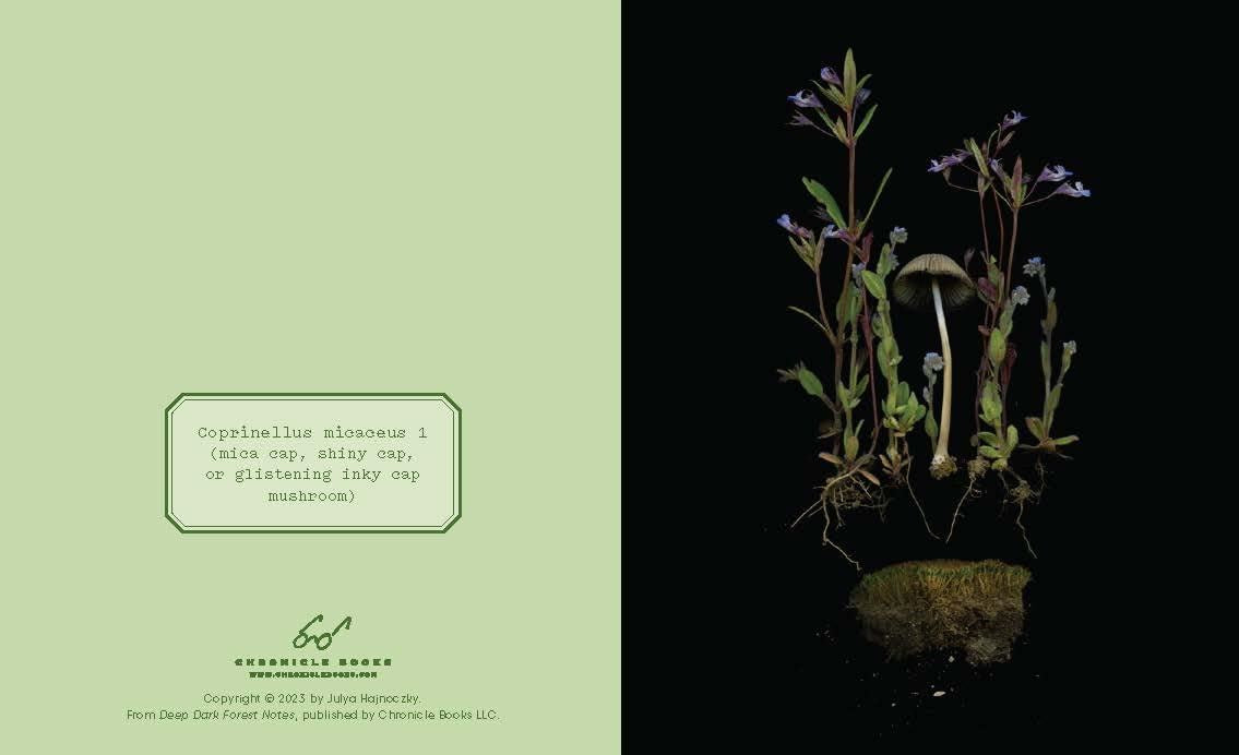 Small mushroom and flowers on a black background with green text box